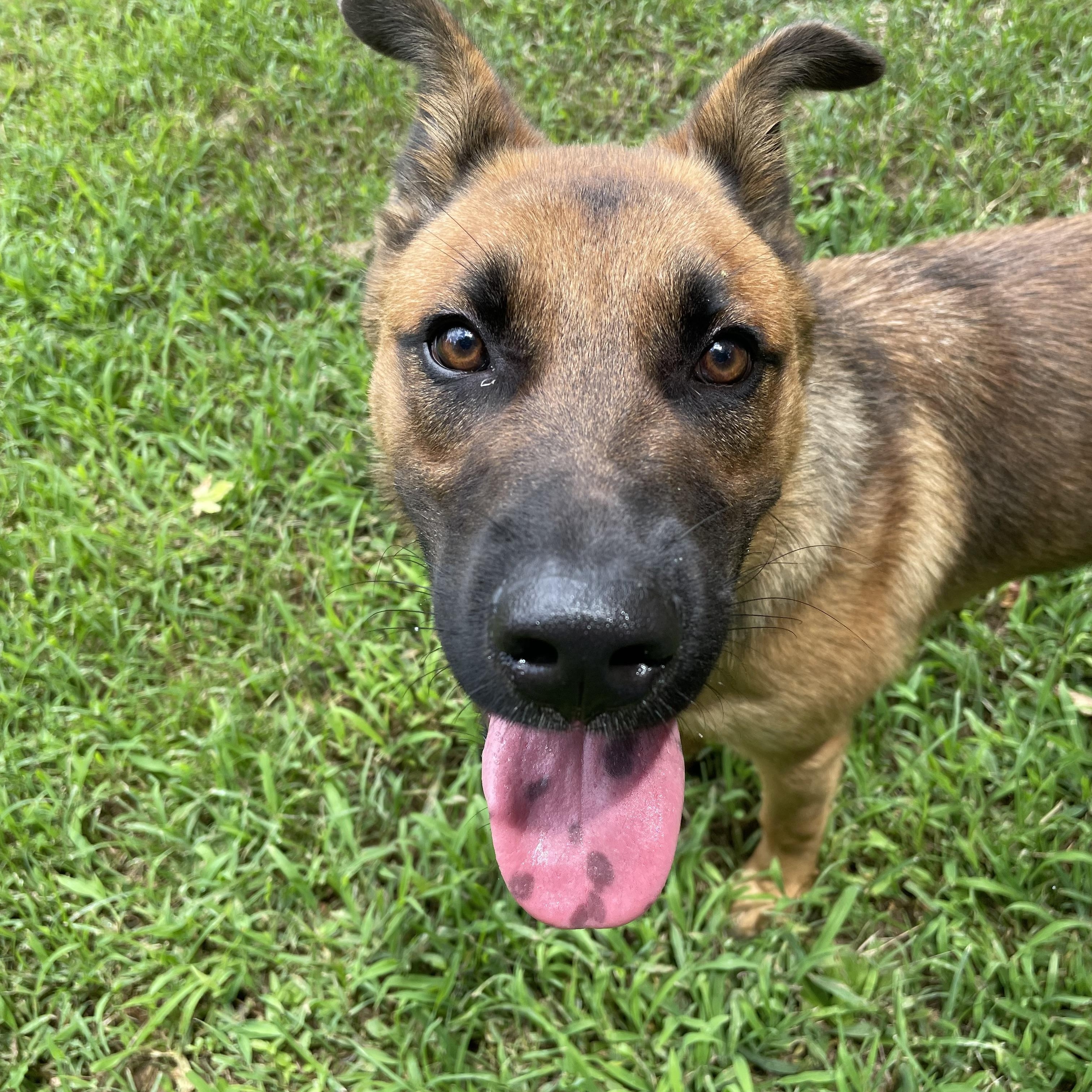 Cheescake, an adopted mixed breed in Heber Springs, AR image 2/4