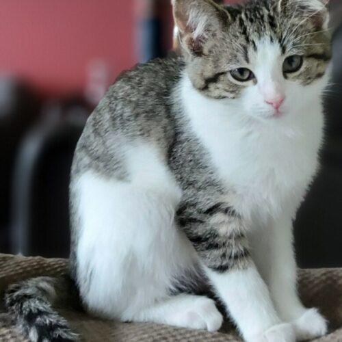Carol Bug, Adoptable, Kitten Female Domestic Short Hair.