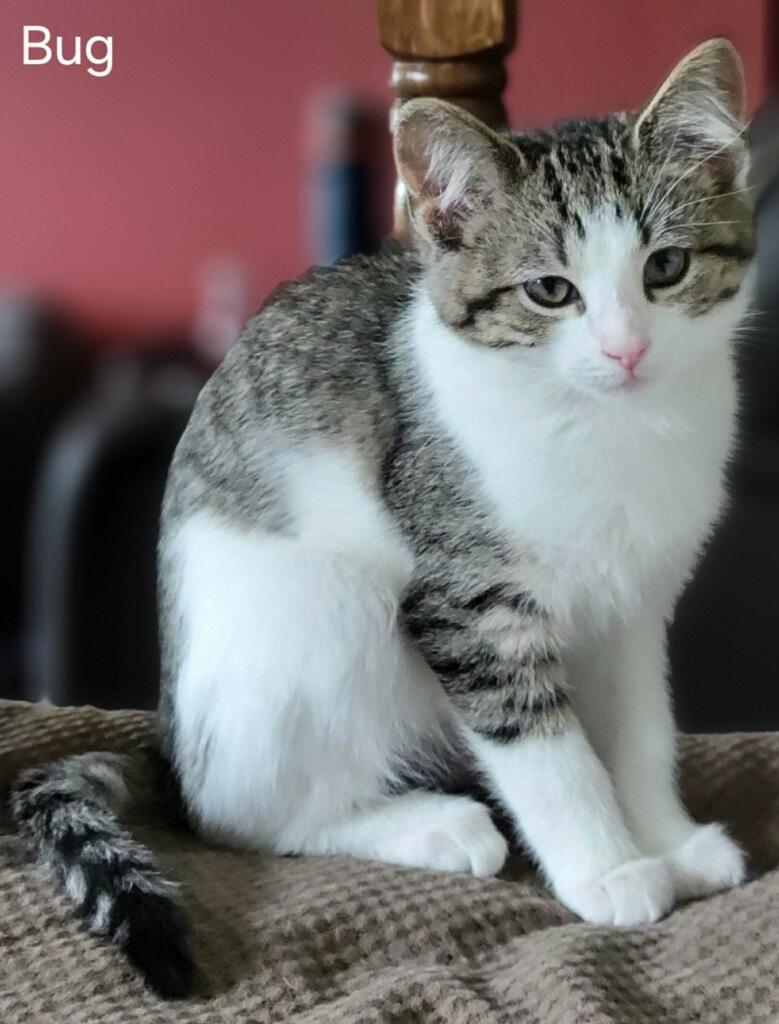 Carol Bug, a Adoptable Domestic Short Hair in Canal Winchester, OH image 2/3