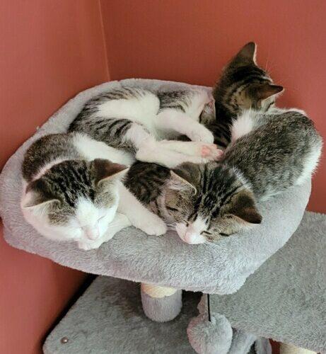 Carol Bug, a Adoptable Domestic Short Hair in Canal Winchester, OH image 3/3
