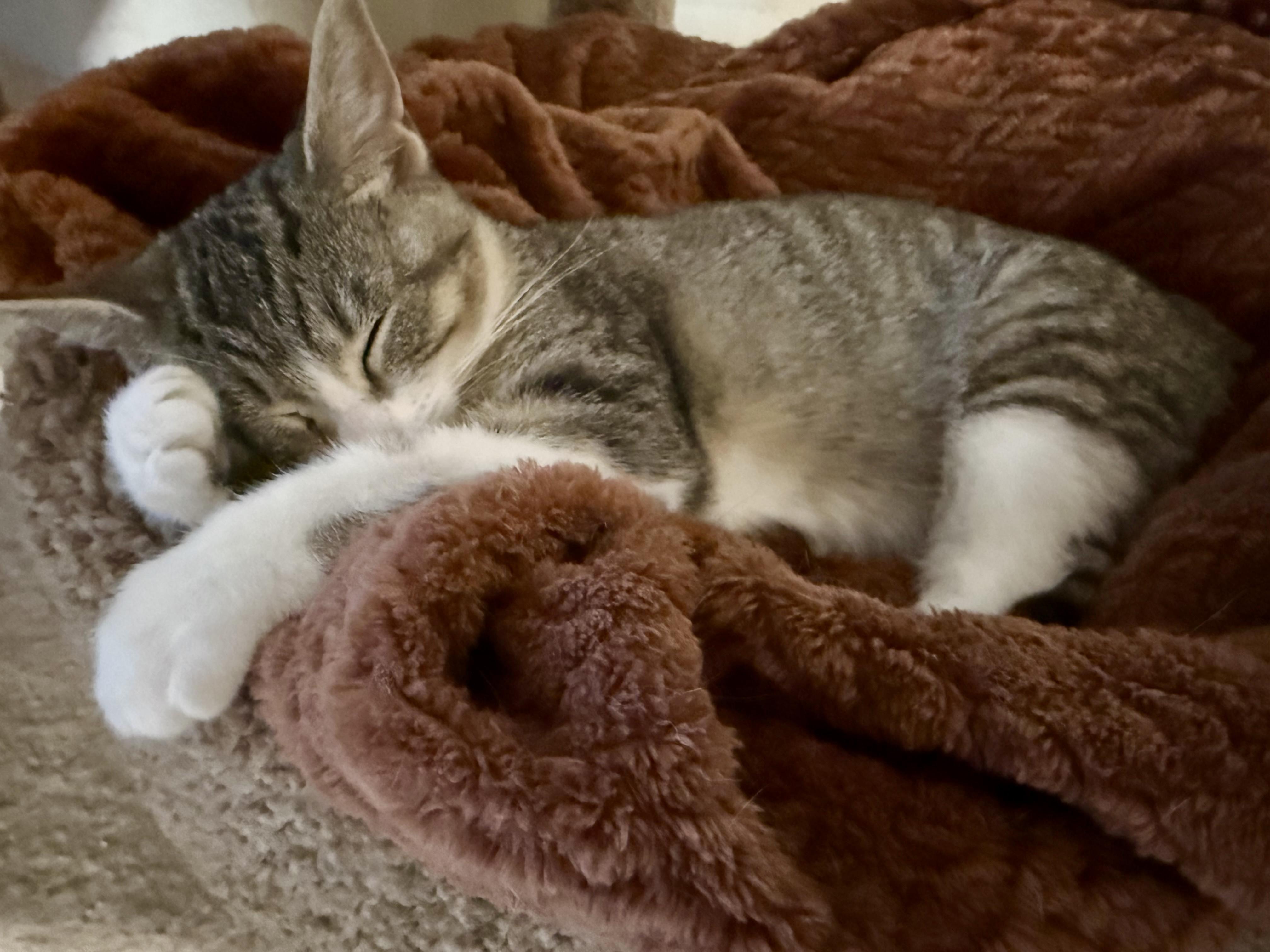 Loki, a Adoptable Tabby in Pickerington, OH image 4/6