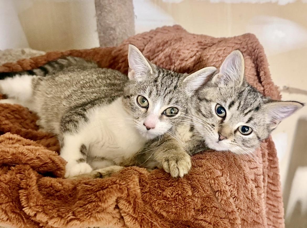 Loki, a Adoptable Tabby in Pickerington, OH image 1/6