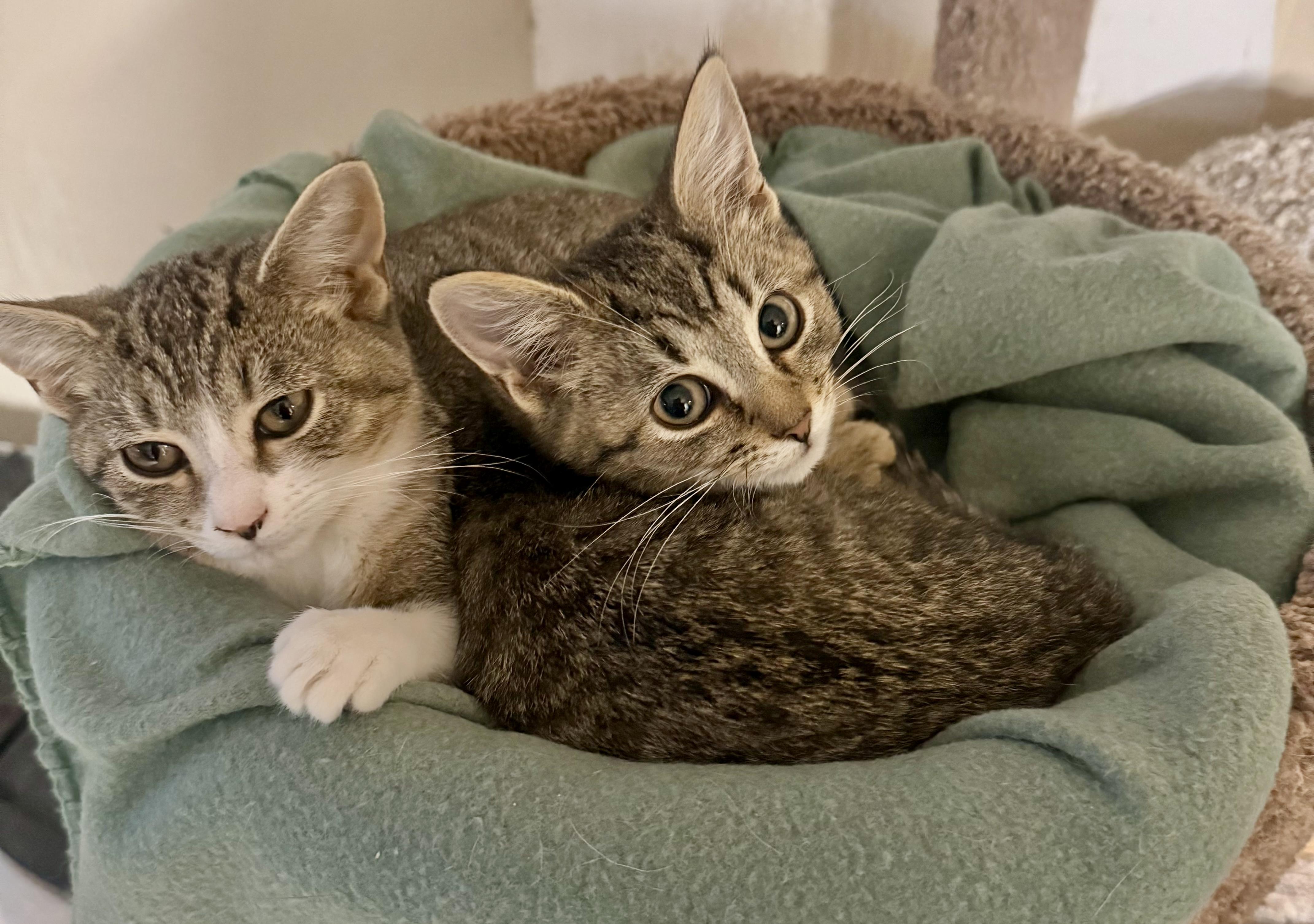 Loki, a Adoptable Tabby in Pickerington, OH image 6/6