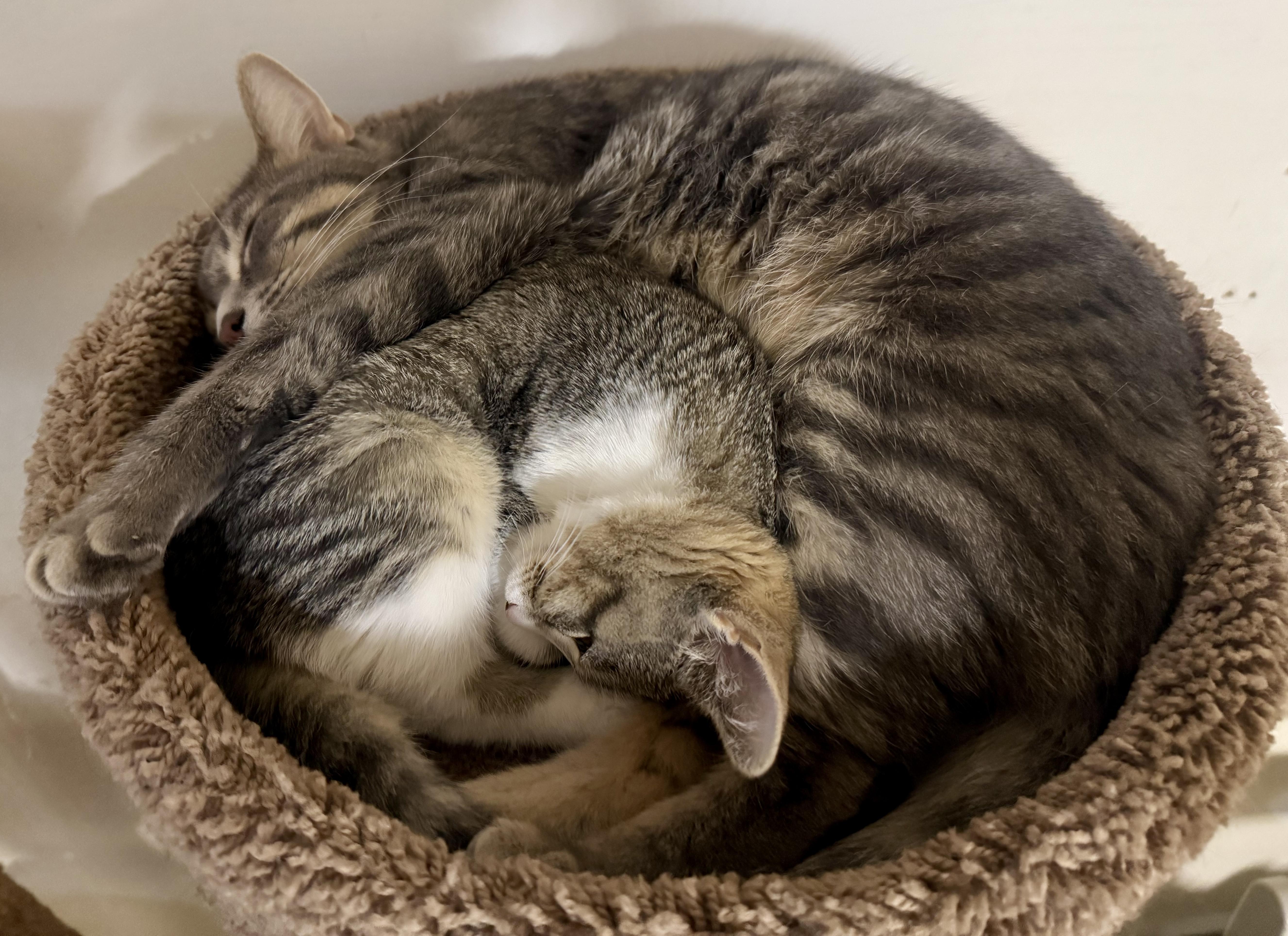 Loki, a Adoptable Tabby in Pickerington, OH image 2/6