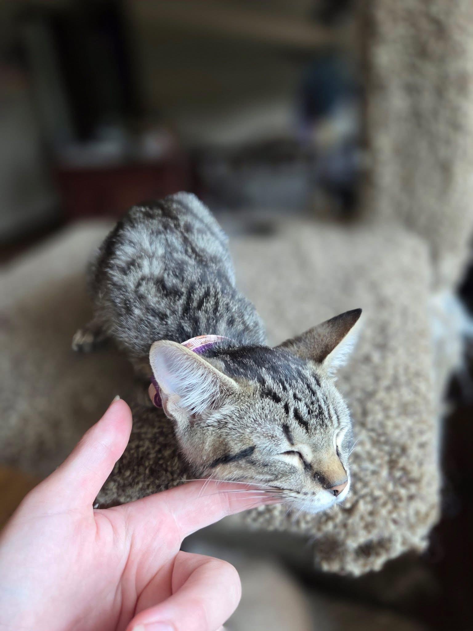 Enlarge Anjou, a Adoptable Domestic Short Hair in Manhattan, KS image 4/6