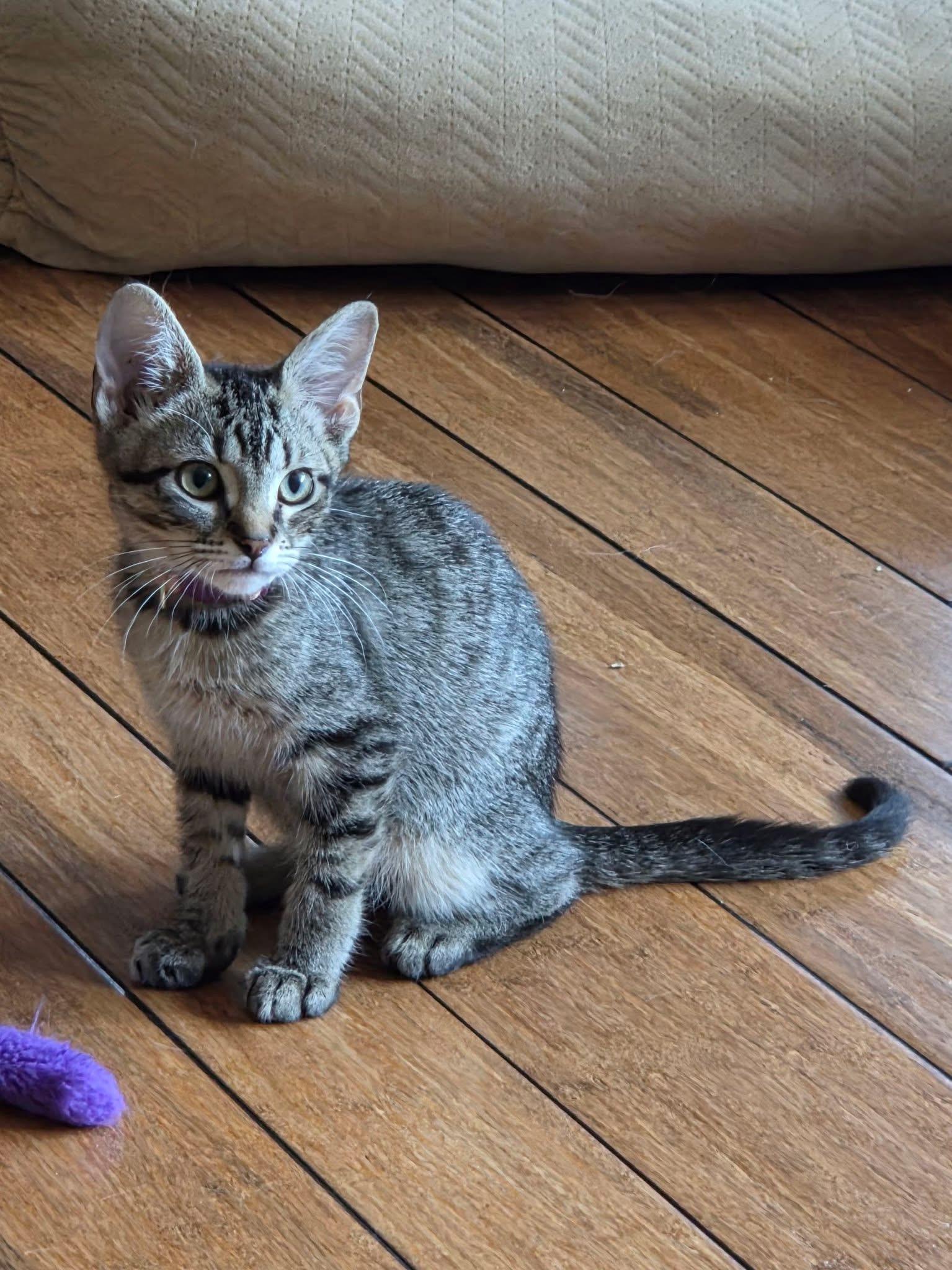 Enlarge Anjou, a Adoptable Domestic Short Hair in Manhattan, KS image 5/6