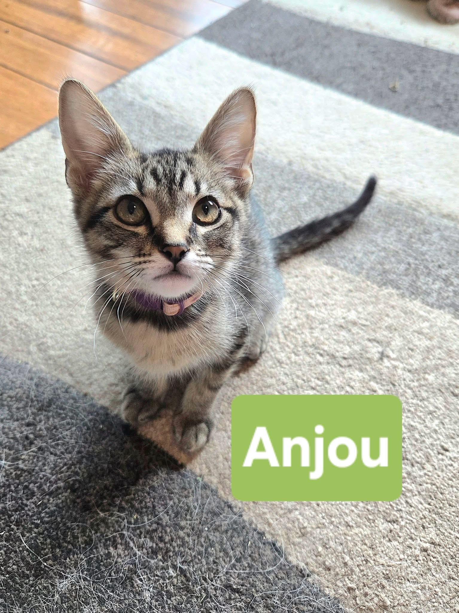 Enlarge Anjou, a Adoptable Domestic Short Hair in Manhattan, KS image 1/6