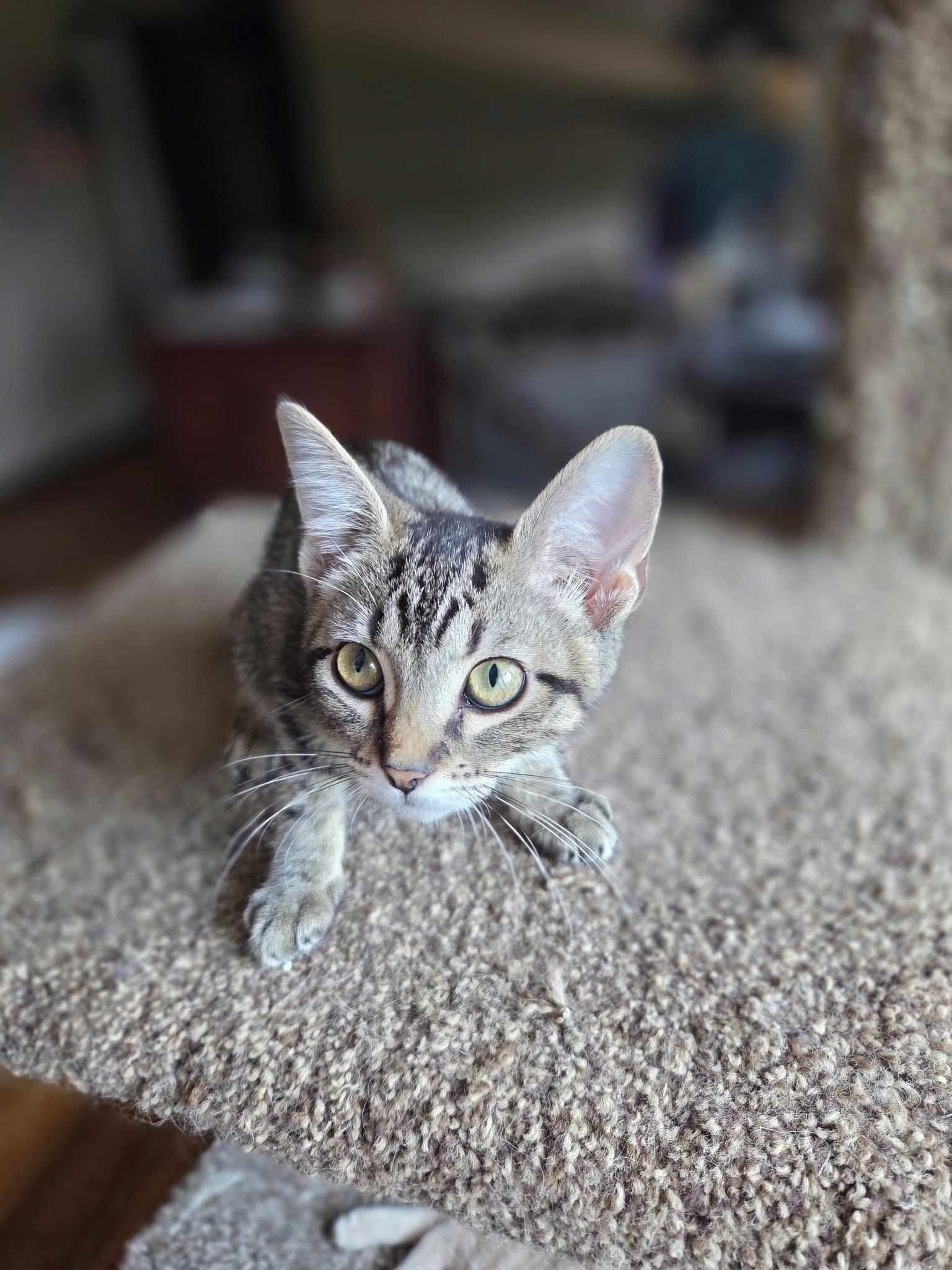 Enlarge Anjou, a Adoptable Domestic Short Hair in Manhattan, KS image 3/6