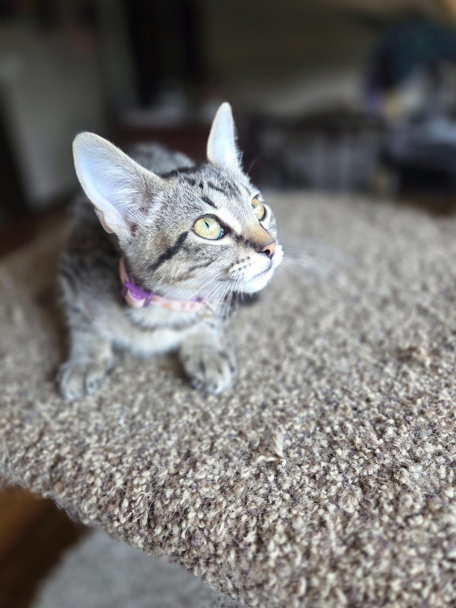 Enlarge Anjou, a Adoptable Domestic Short Hair in Manhattan, KS image 2/6