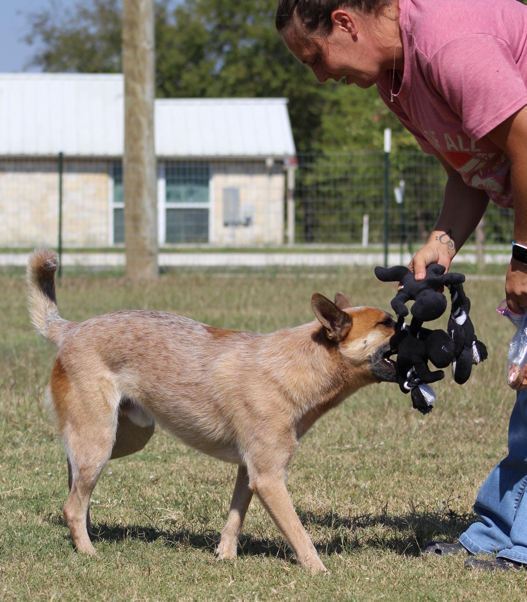 Enlarge Jack, a Adoptable Cattle Dog in Temple, TX image 2/5