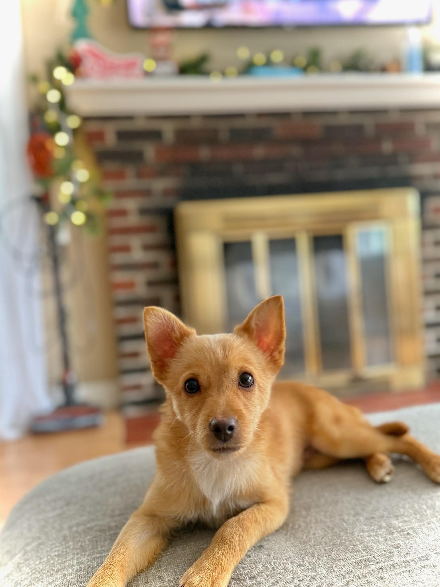 Zero, an adopted mixed breed in Cherry Valley, MA image 1/2