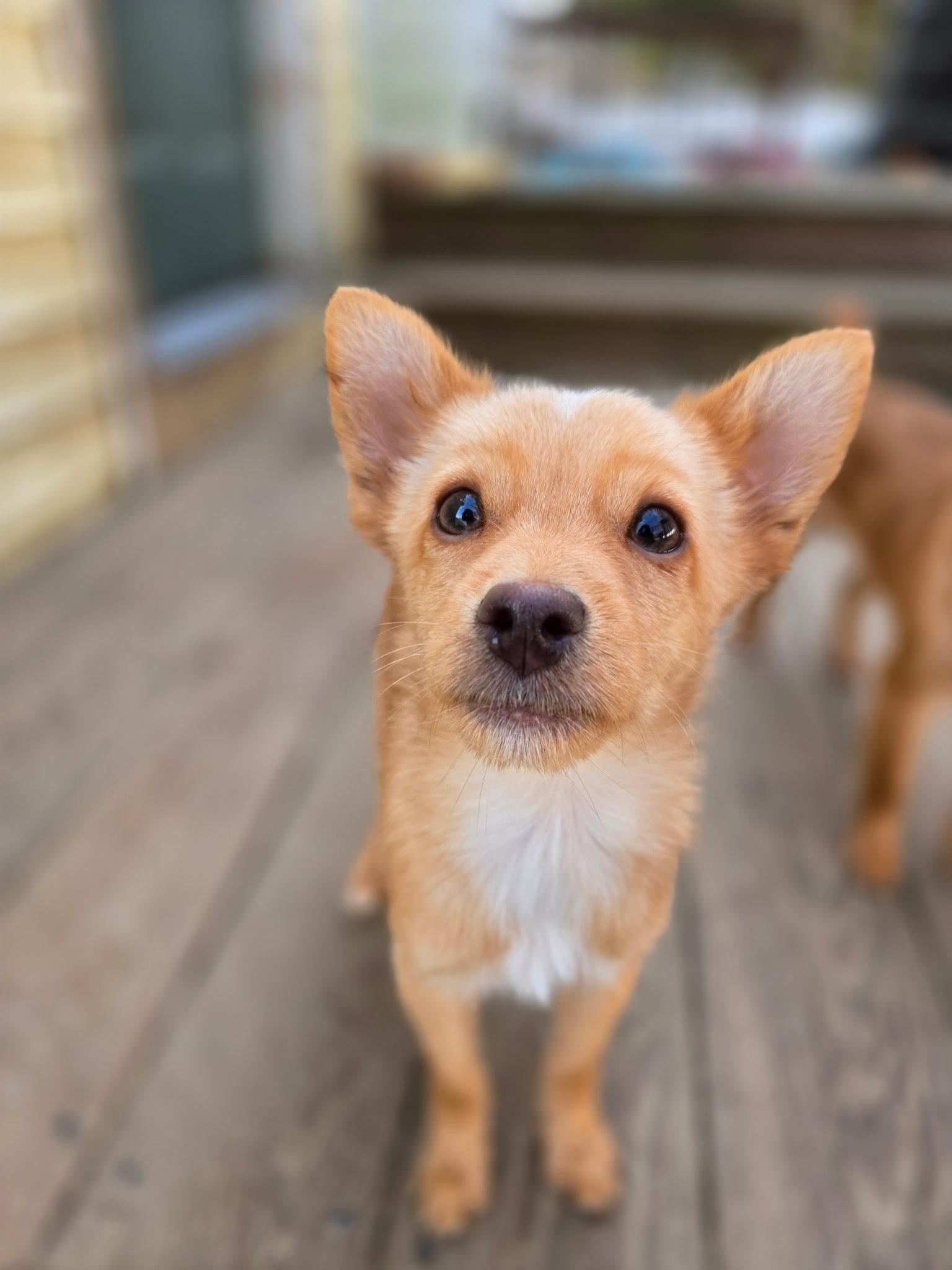 Zero, an adopted mixed breed in Cherry Valley, MA image 2/2