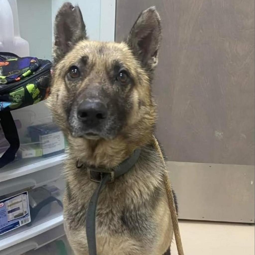 Cosmo, Adoptable, Adult Male German Shepherd Dog.