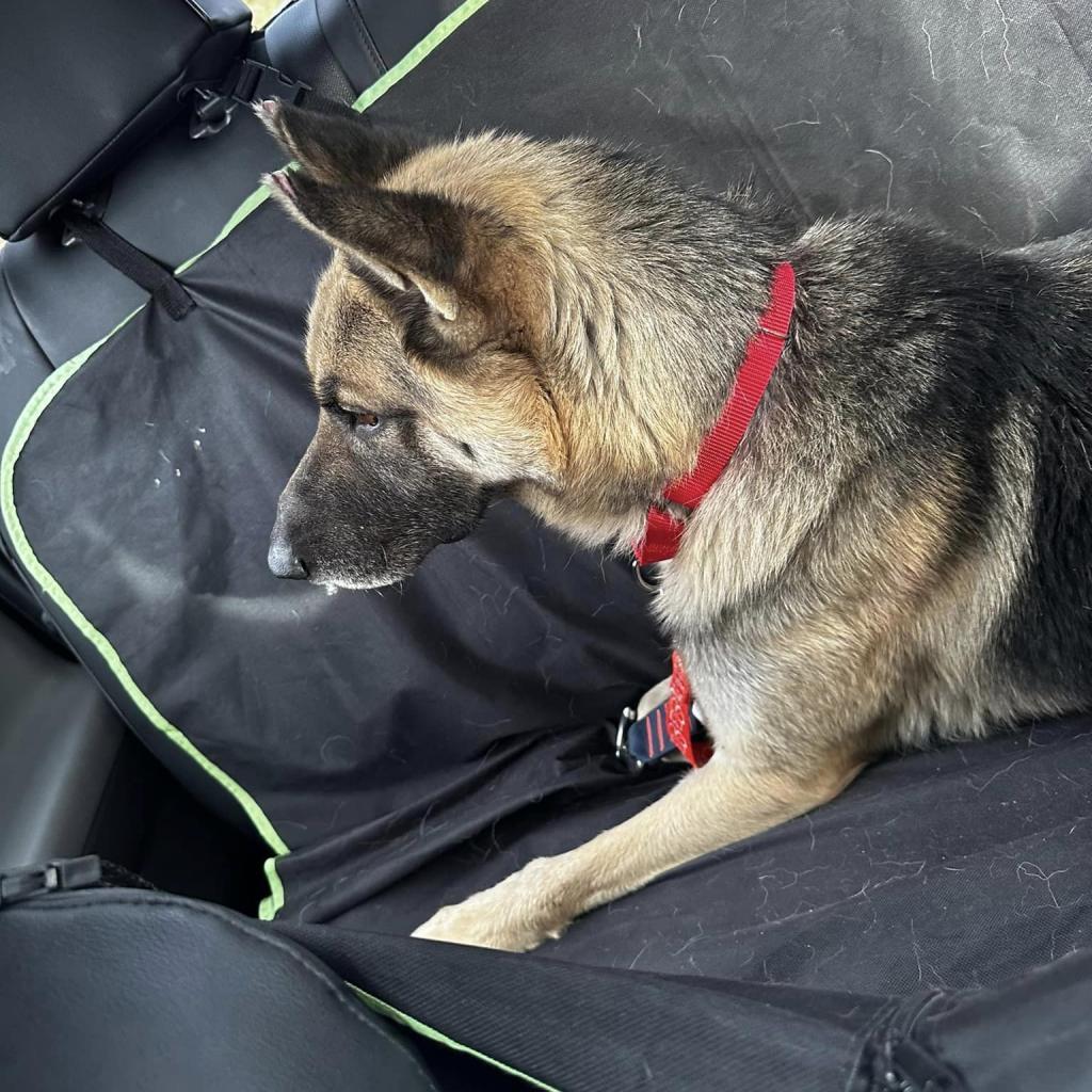 Enlarge Cosmo, a Adoptable German Shepherd Dog in Little Rock, AR image 3/3