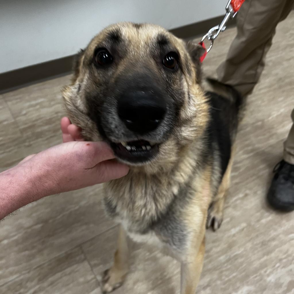 Cosmo, a Adoptable German Shepherd Dog in Little Rock, AR image 2/3