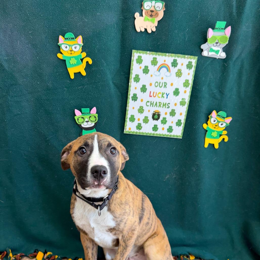 Heineken — thumbnail 3