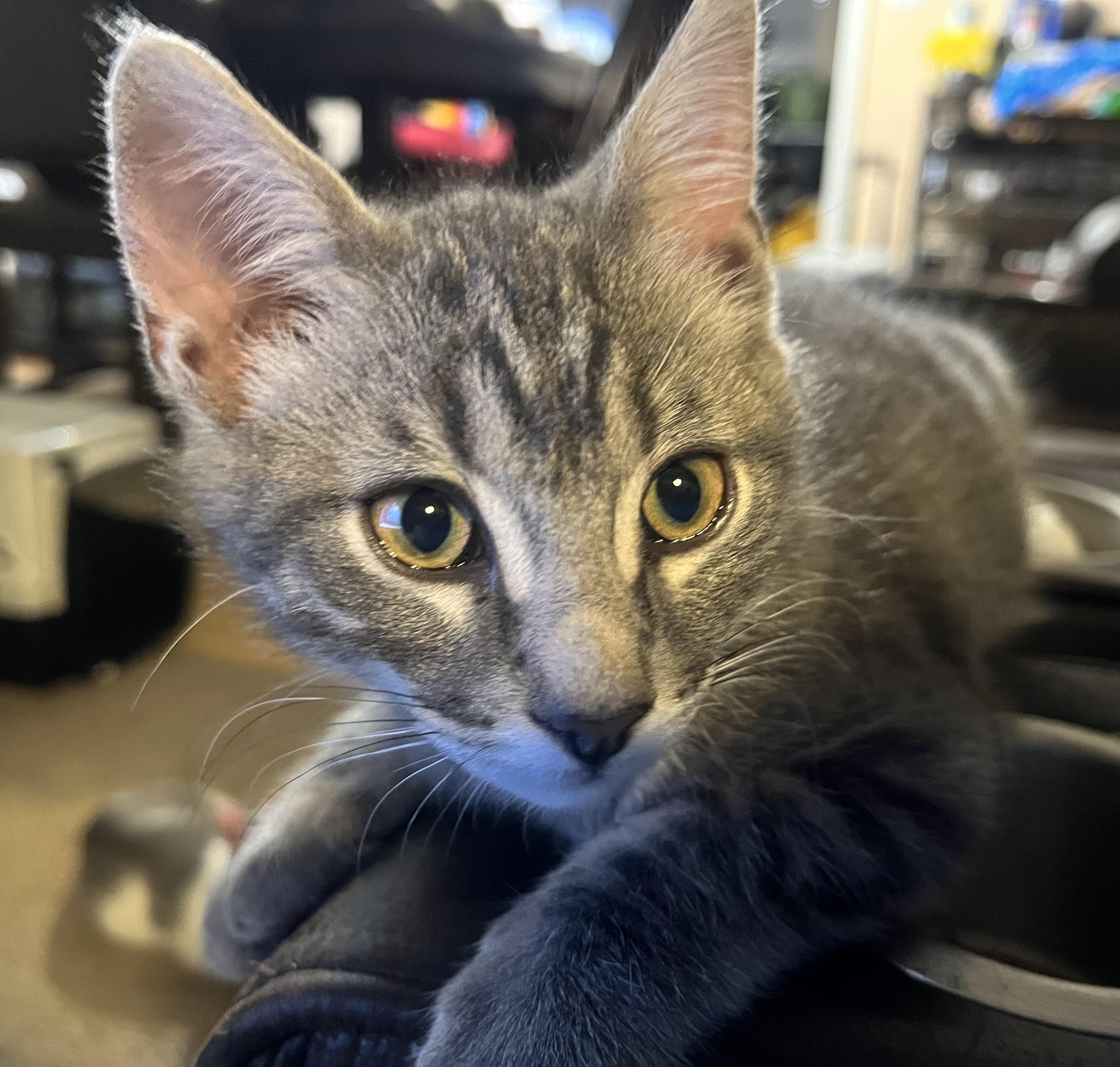 Serrano, ADOPTABLE, Kitten Male Domestic Short Hair.