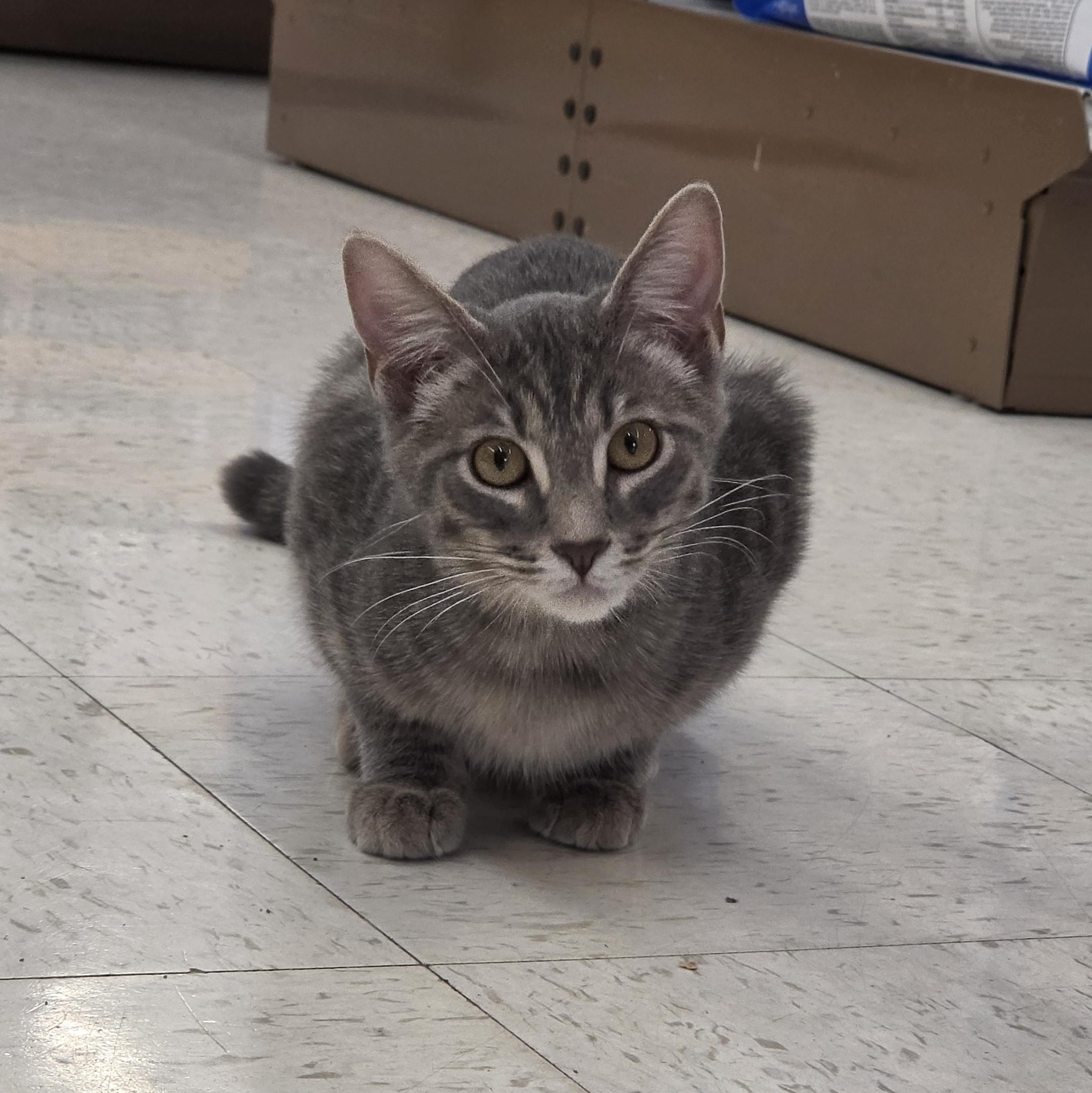 Serrano, an adopted Domestic Short Hair in Indianapolis, IN image 2/4