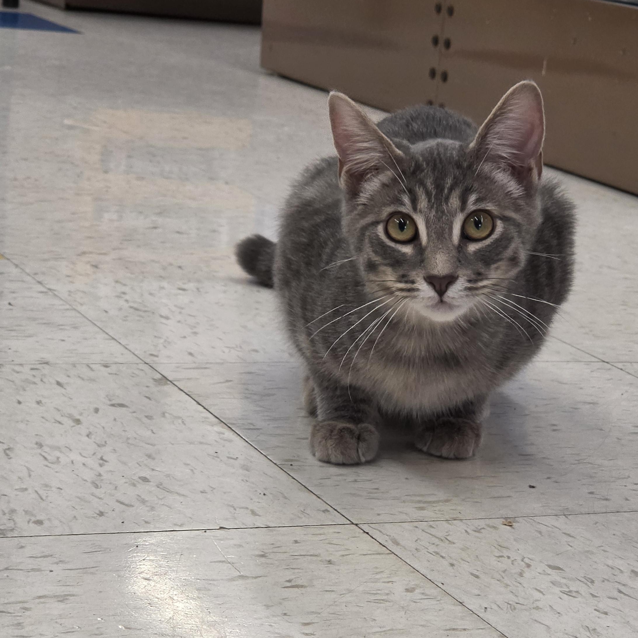 Serrano, ADOPTABLE, Kitten Male Domestic Short Hair.