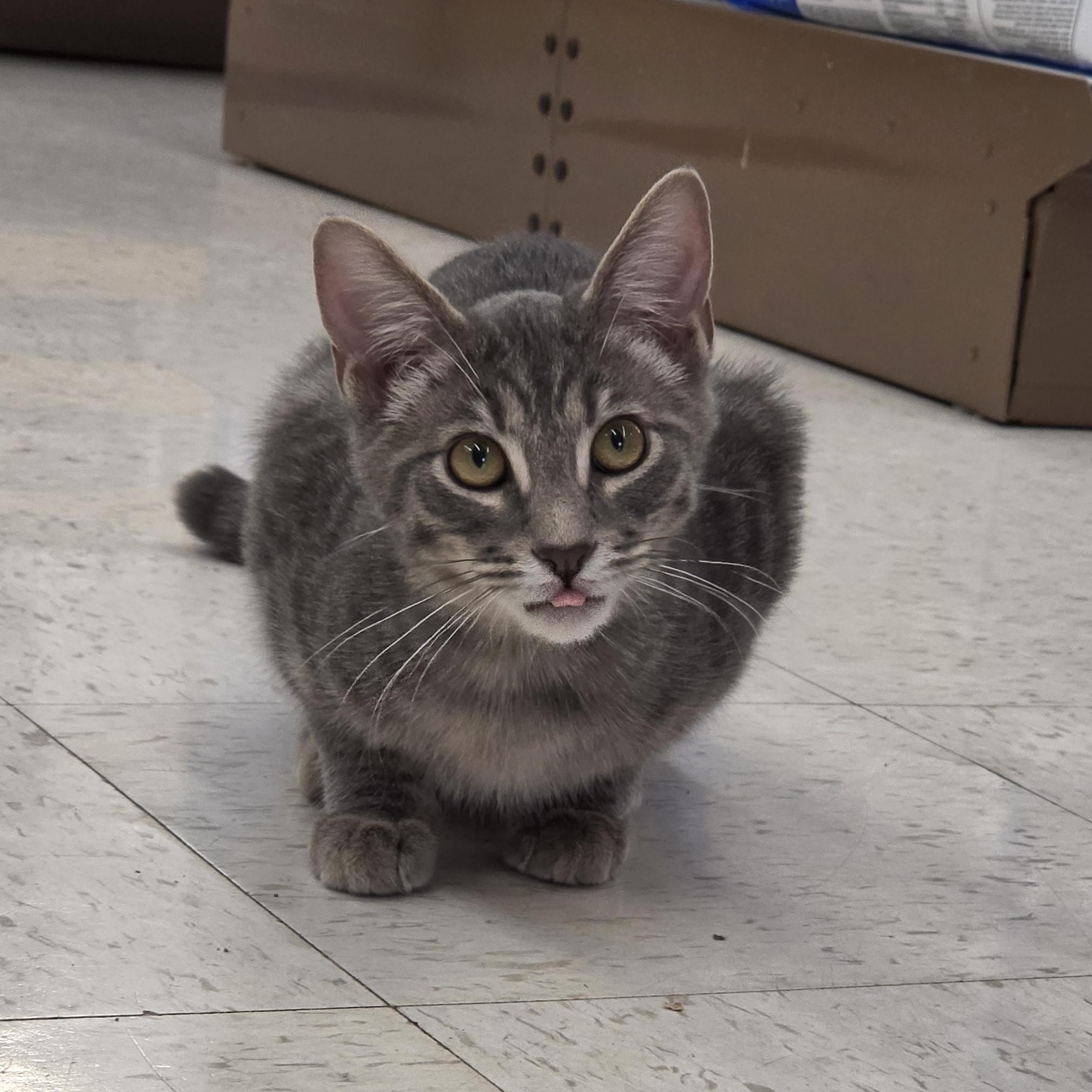 Serrano, an adopted Domestic Short Hair in Indianapolis, IN image 4/4