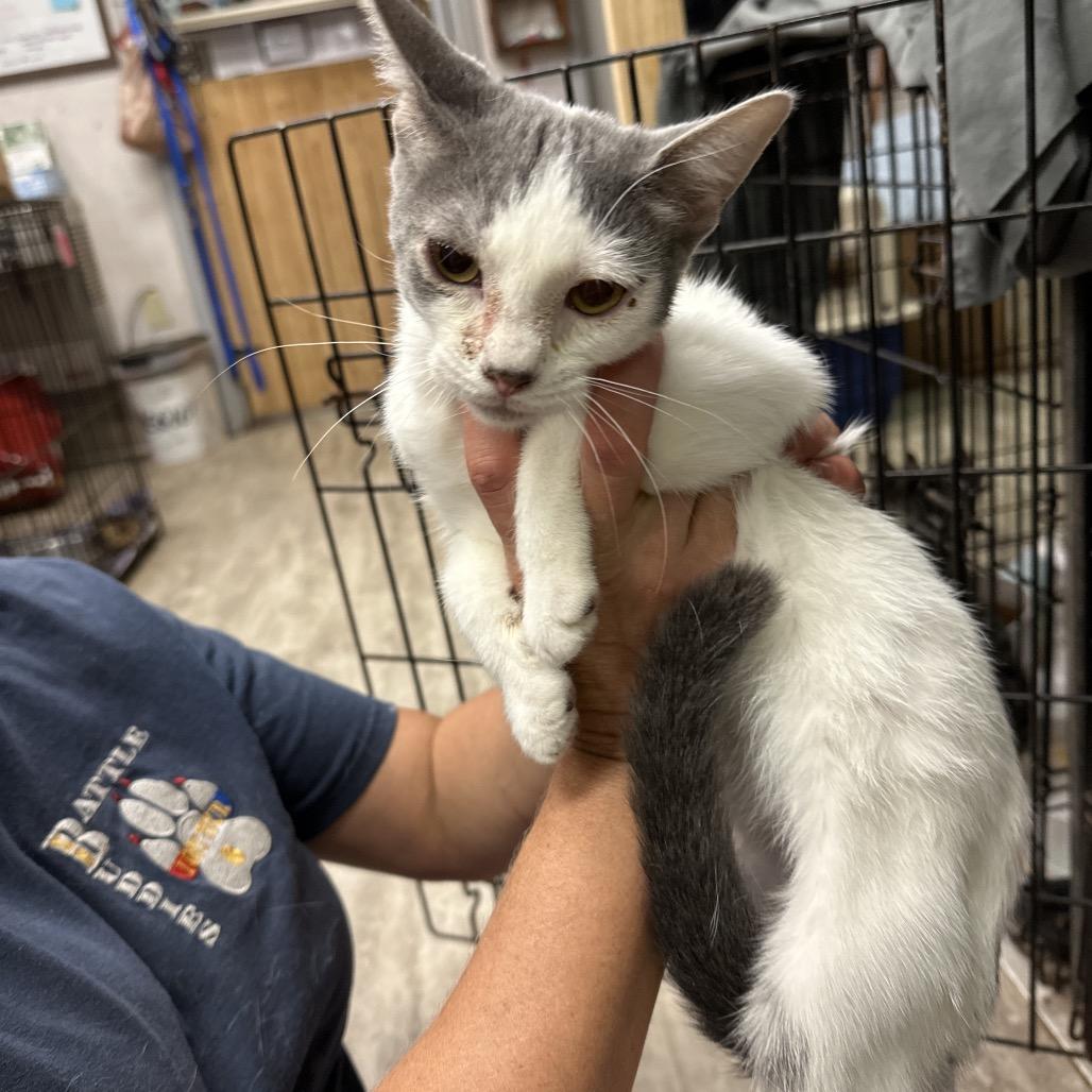 Grits, Adoptable, Young Female Domestic Short Hair.