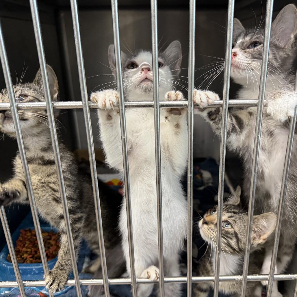 Enlarge Grits, a Adoptable Domestic Short Hair in Hinesville, GA image 2/2