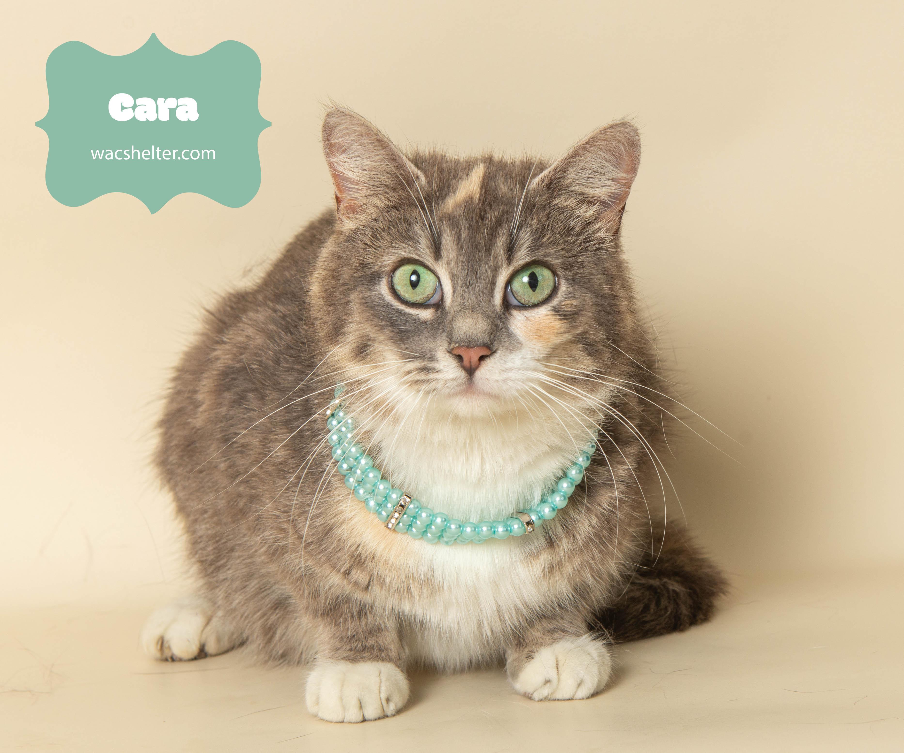 CARA (Check the Pound Pals Downriver Facebook page for her story) photo 4