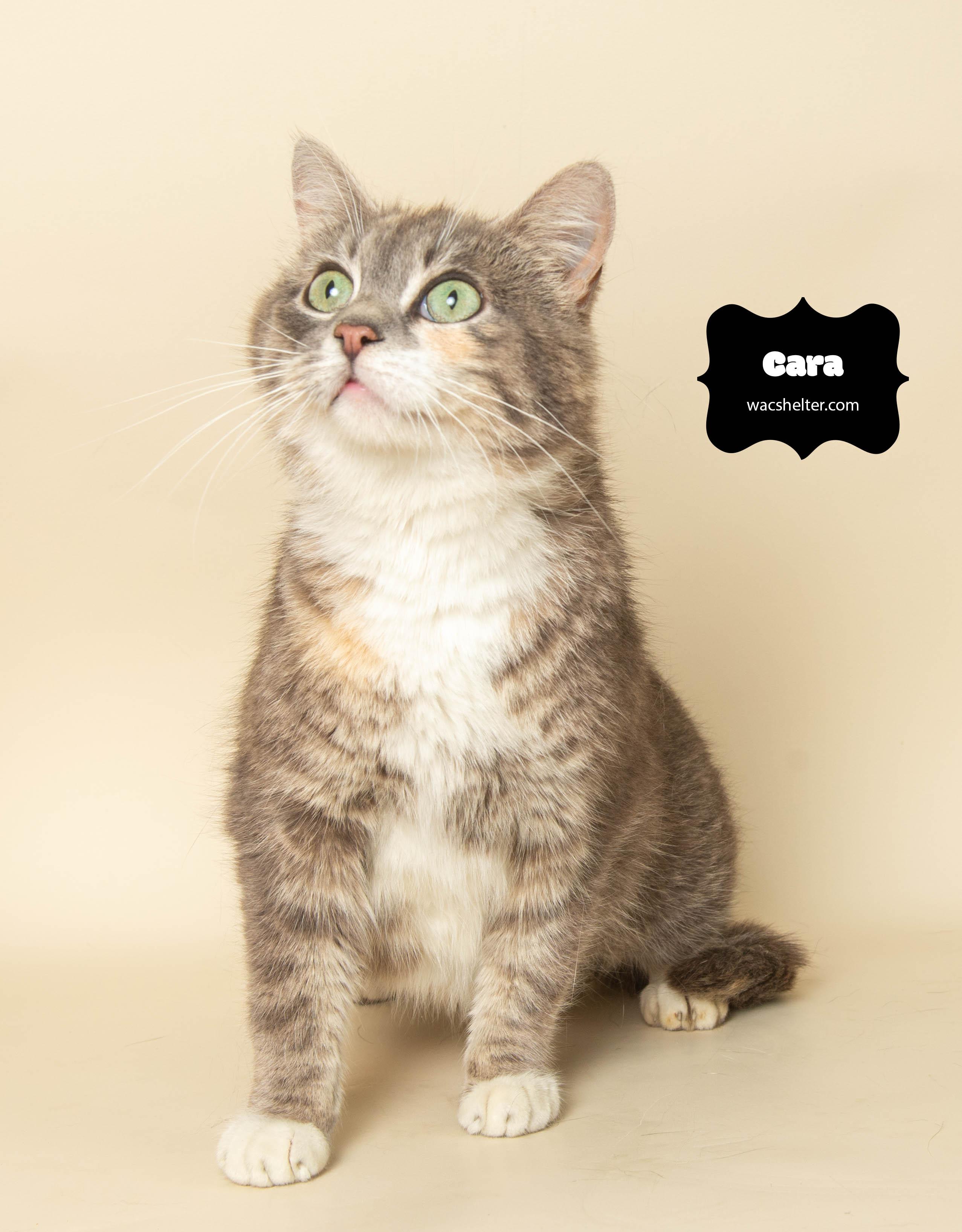 CARA (Check the Pound Pals Downriver Facebook page for her story) photo 2