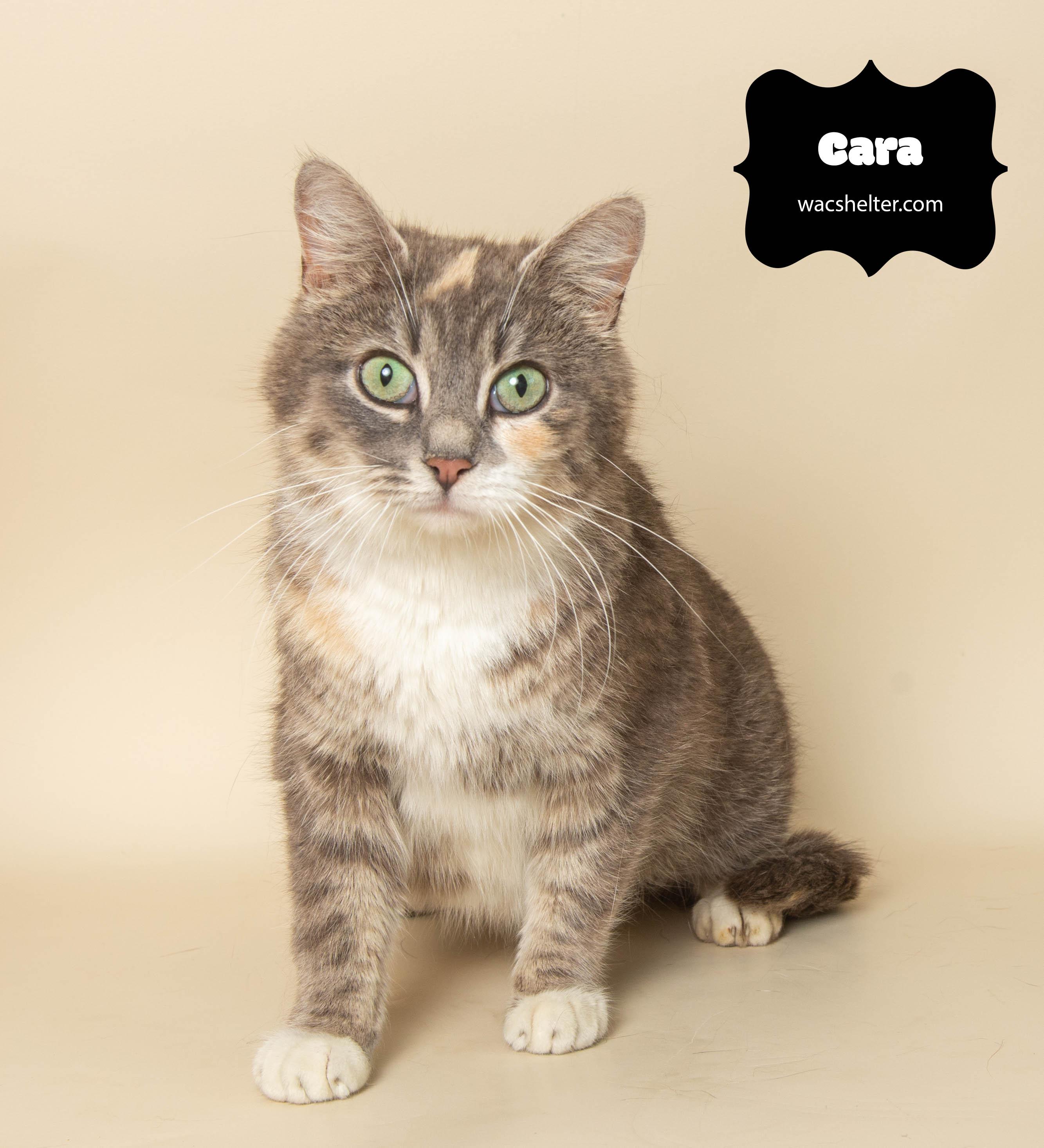 CARA (Check the Pound Pals Downriver Facebook page for her story), Adult Female Domestic Short Hair