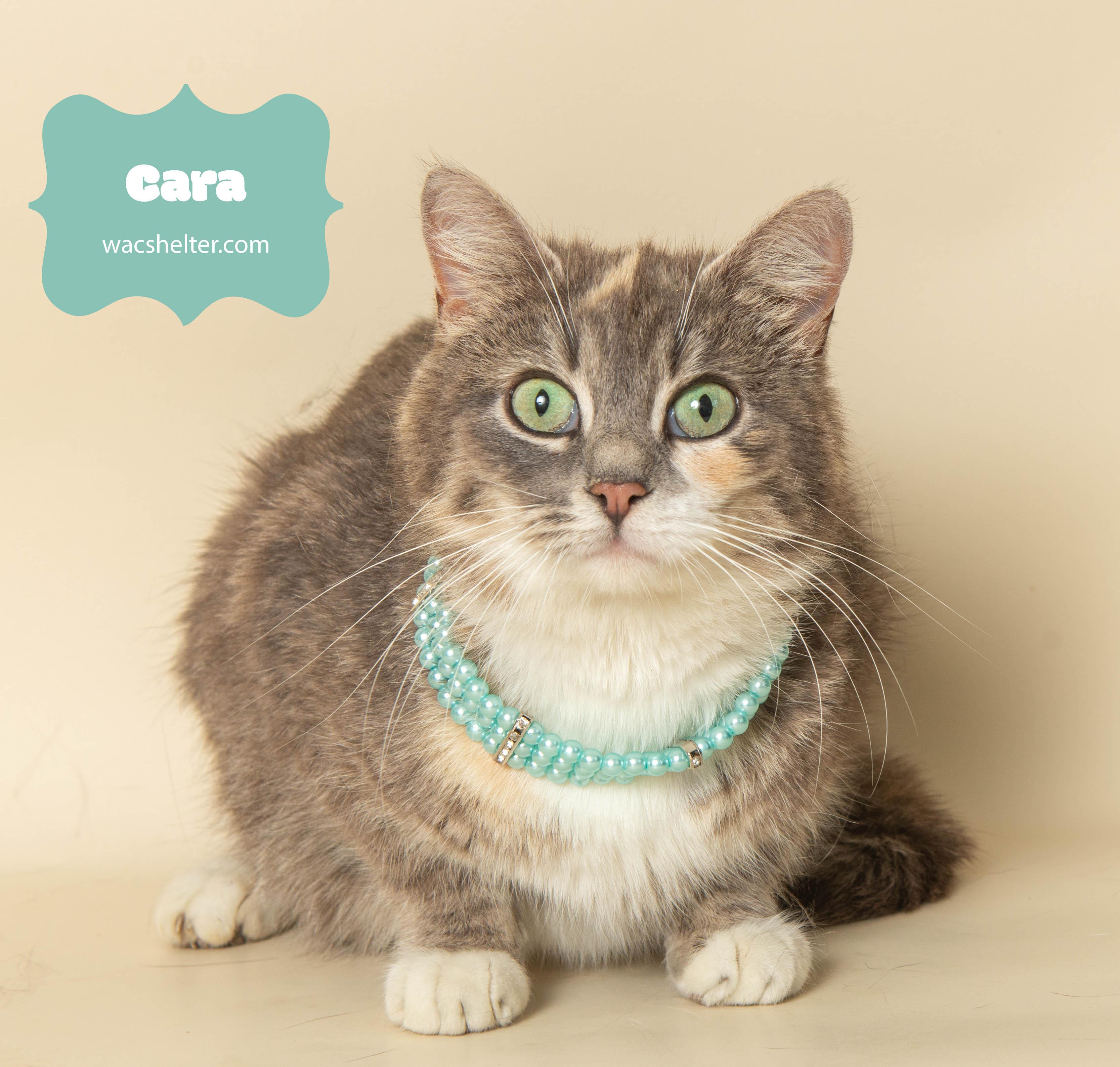 CARA (Check the Pound Pals Downriver Facebook page for her story) photo 3