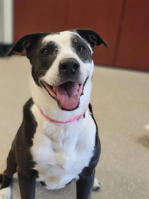 Enlarge ACE, a Adoptable Pit Bull Terrier in Fort Wayne, IN image 1/1