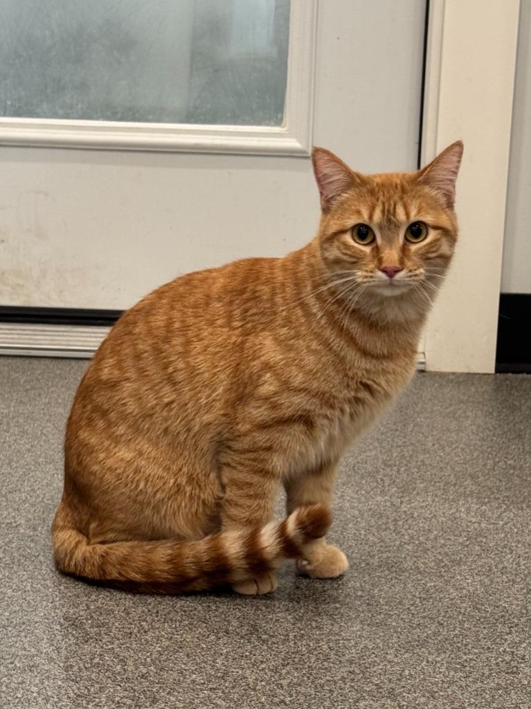 Cleo, Adoptable, Young Female Domestic Short Hair.