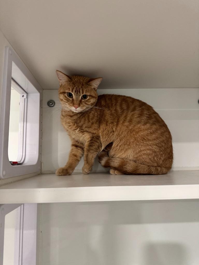 Enlarge Cleo, a Adoptable mixed breed in Lunenburg, VT image 2/2