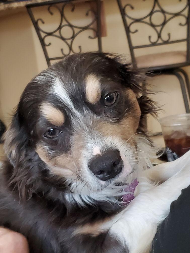 Mr Shilo, Adoptable, Young Male Chihuahua & Dachshund.