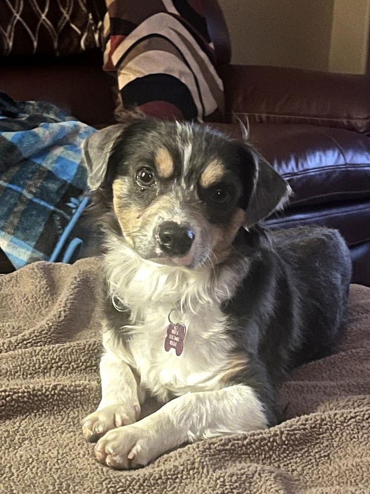 Enlarge Mr Shilo, a Adoptable mixed breed in Glendale, AZ image 2/3