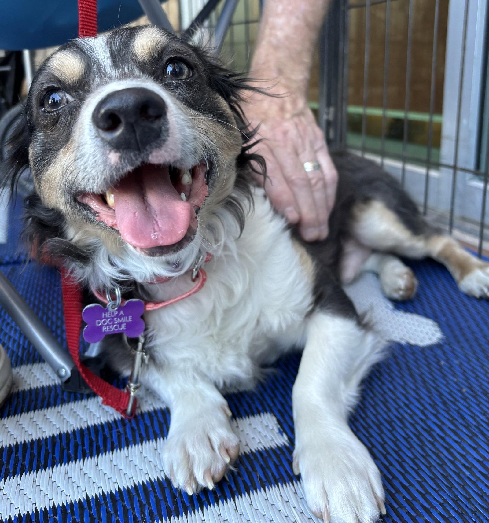 Enlarge Mr Shilo, a Adoptable mixed breed in Glendale, AZ image 3/3