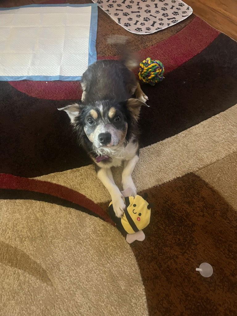 Enlarge Mr Shilo, a Adoptable mixed breed in Glendale, AZ image 3/3