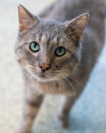 Pip, Adoptable, Adult Male Domestic Short Hair & Domestic Short Hair.