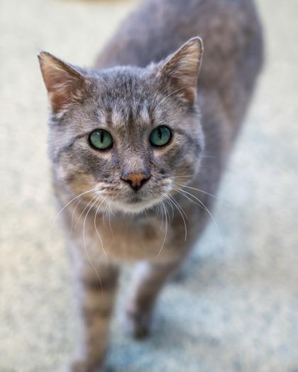 Pip, a Adoptable mixed breed in Pequot Lakes, MN image 2/3