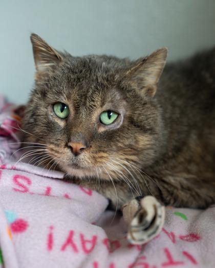 Pip, a Adoptable mixed breed in Pequot Lakes, MN image 3/3