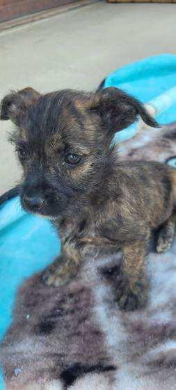 Milo-Hesperia, CA