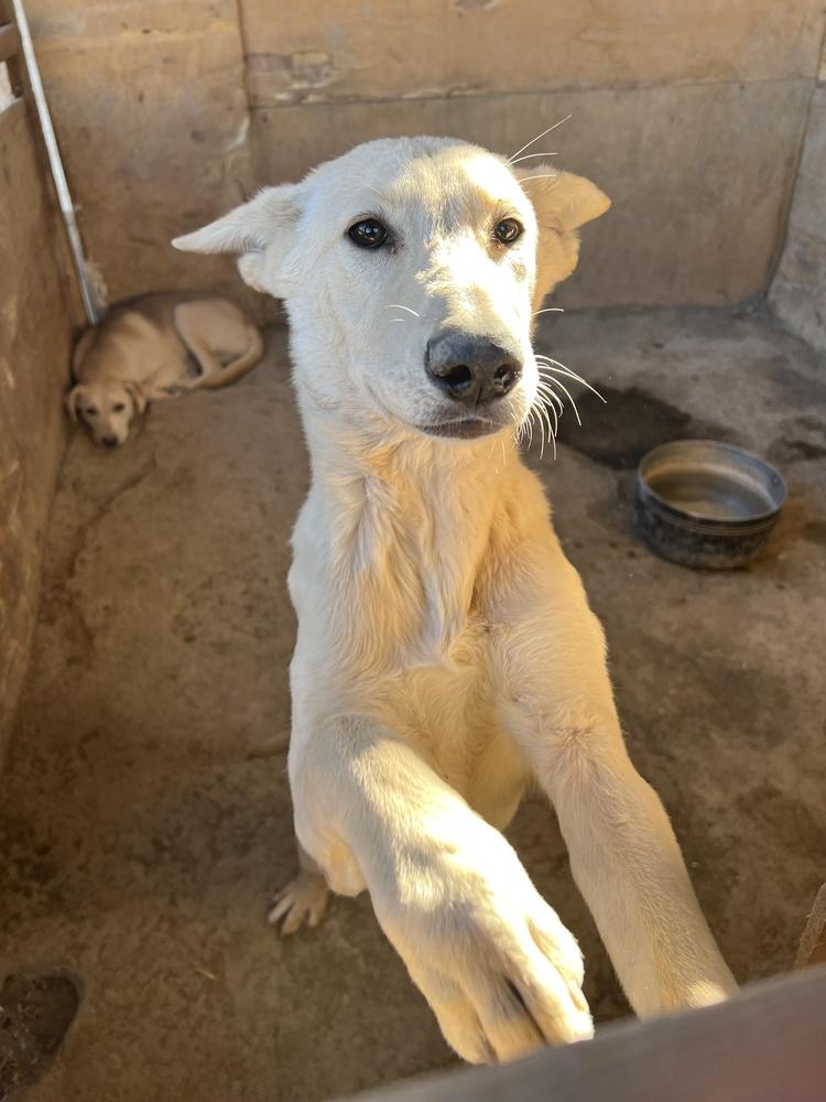 Mimi, a Adopted mixed breed in Playa Encantada, BCN image 1/2