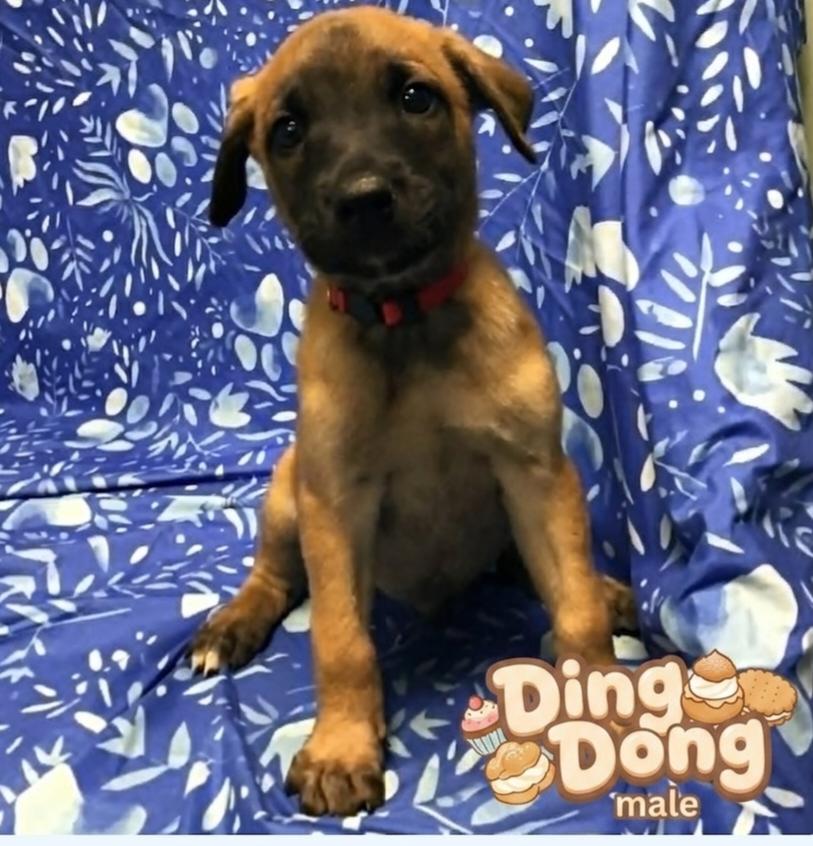 Enlarge Ding Dong, a ADOPTABLE mixed breed in Minooka, IL image 1/1
