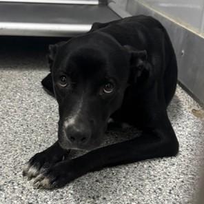 Kerry, Adoptable, Adult Female Black Labrador Retriever.