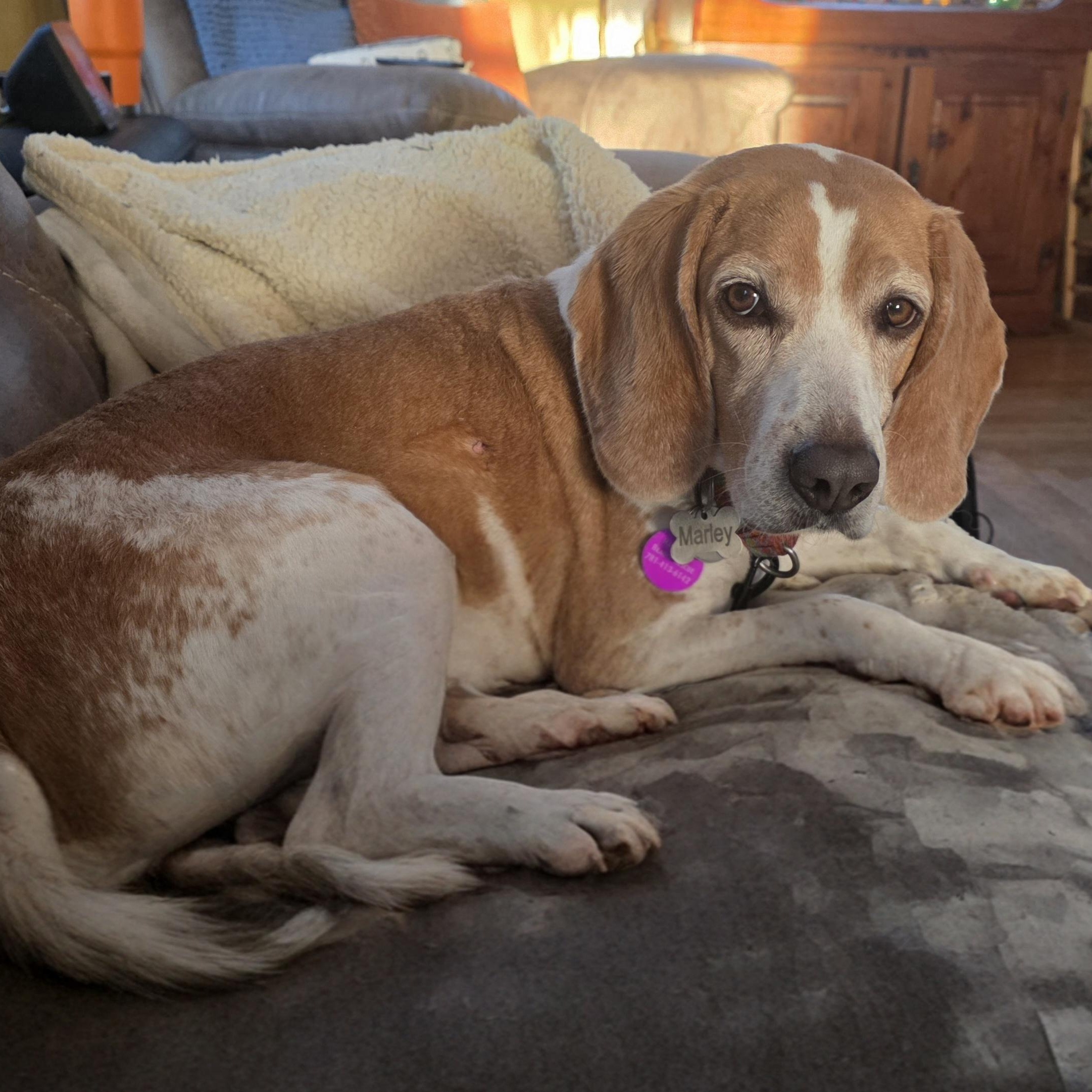 Marley, adopted, Adult Male Beagle.