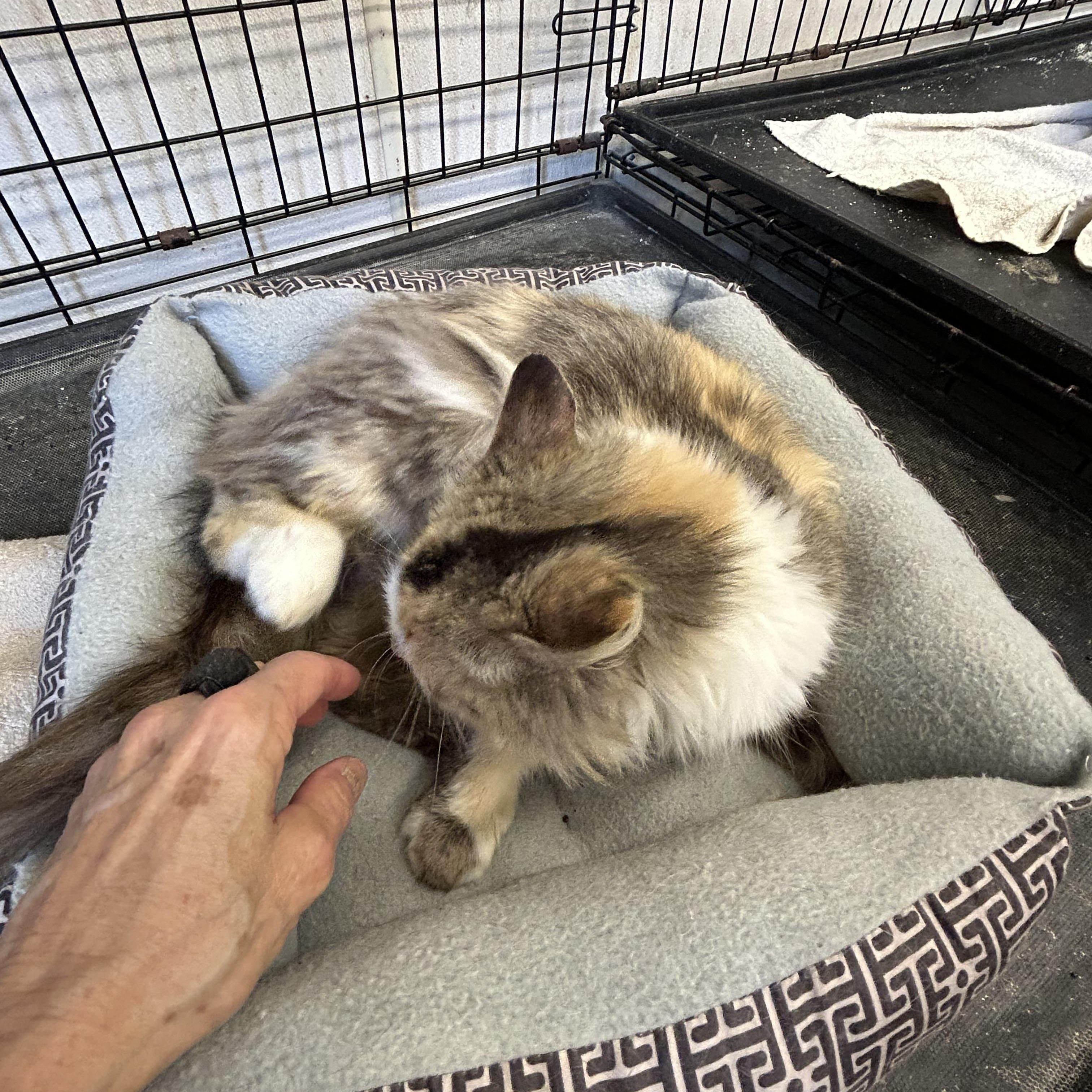 Cinnamon, adopted, Adult Female Domestic Long Hair.