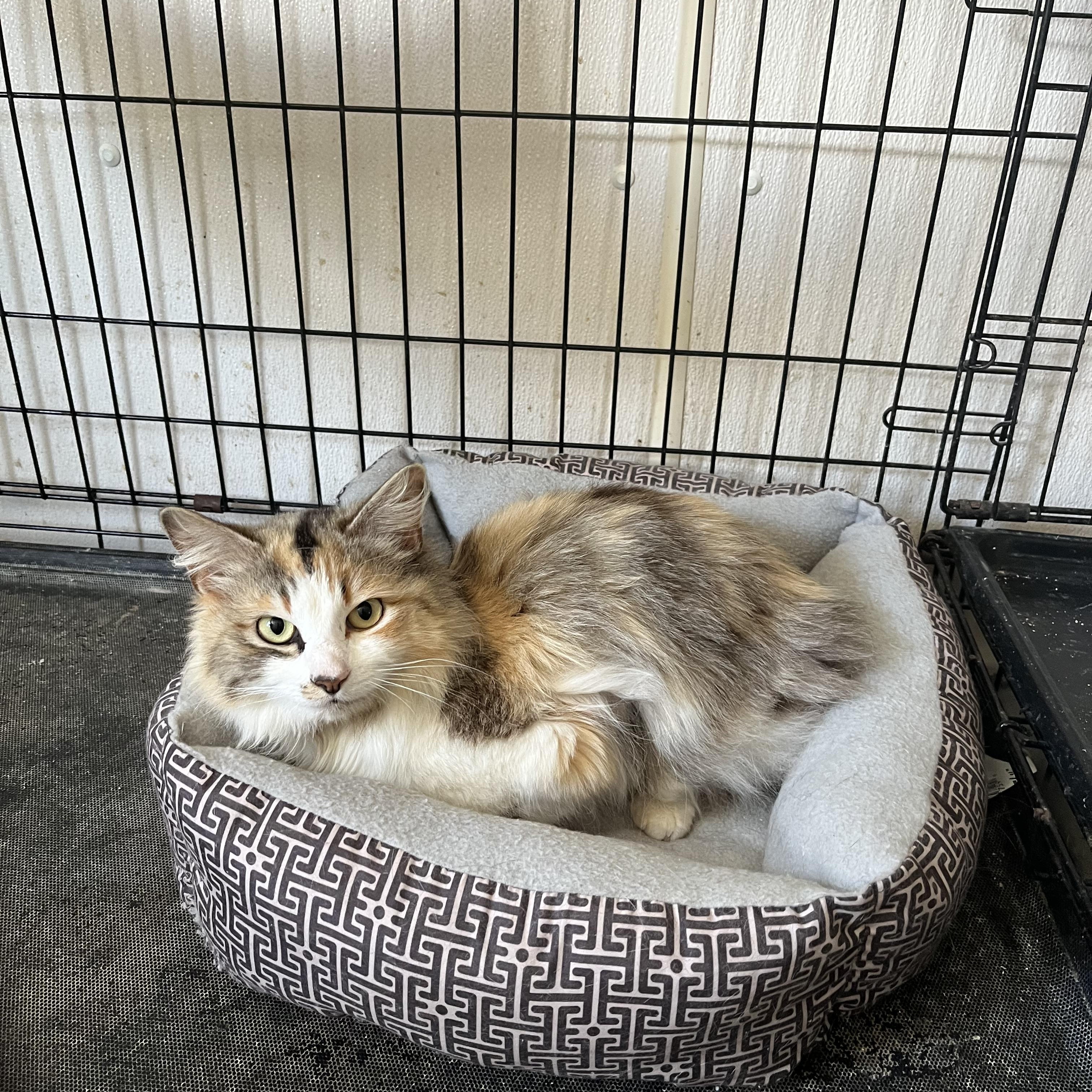 Enlarge Cinnamon, an adopted Domestic Long Hair in Charles City, VA image 2/2