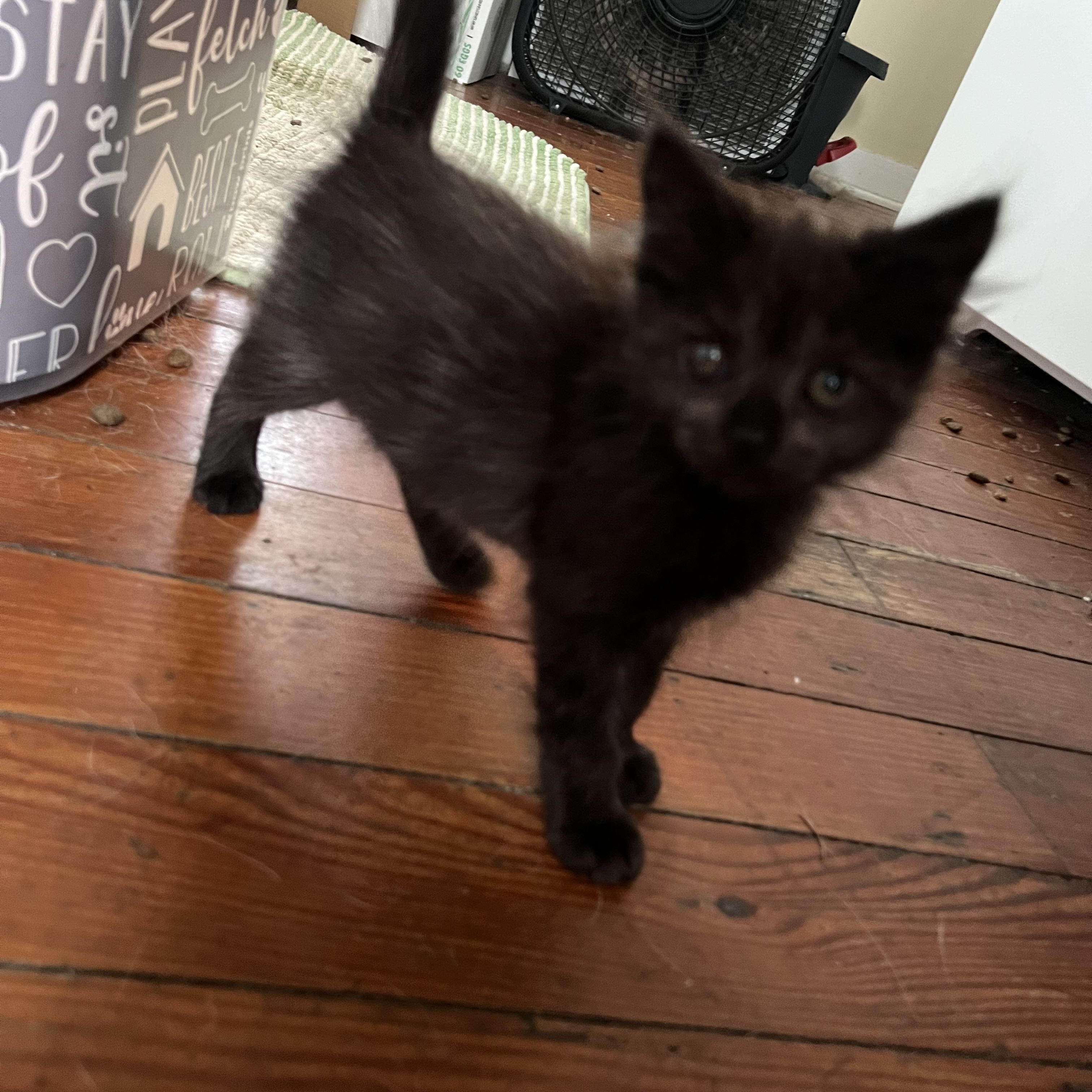 Enlarge Olive, an adopted Domestic Medium Hair in Oriental, NC image 2/5