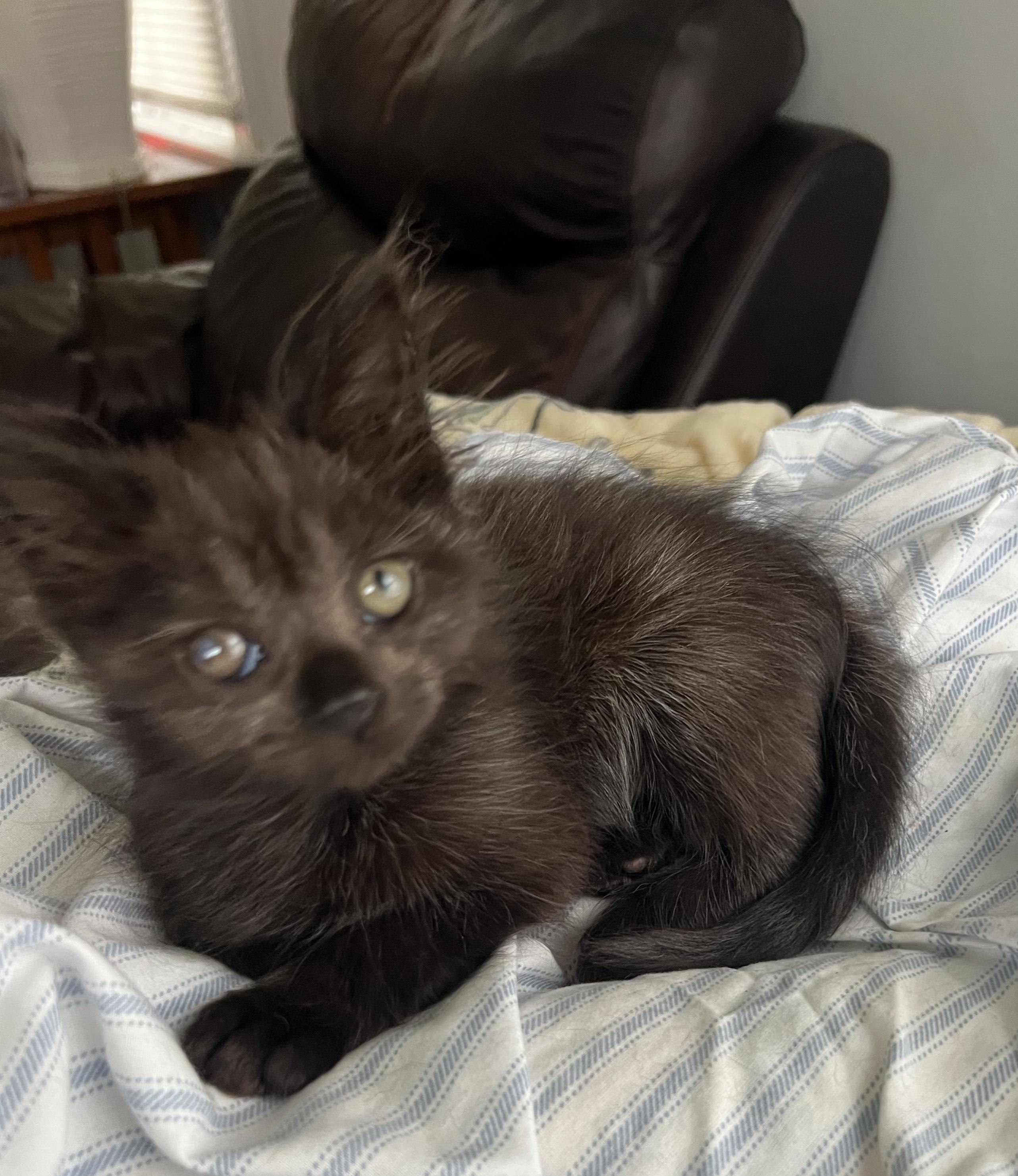 Enlarge Olive, an adopted Domestic Medium Hair in Oriental, NC image 1/5