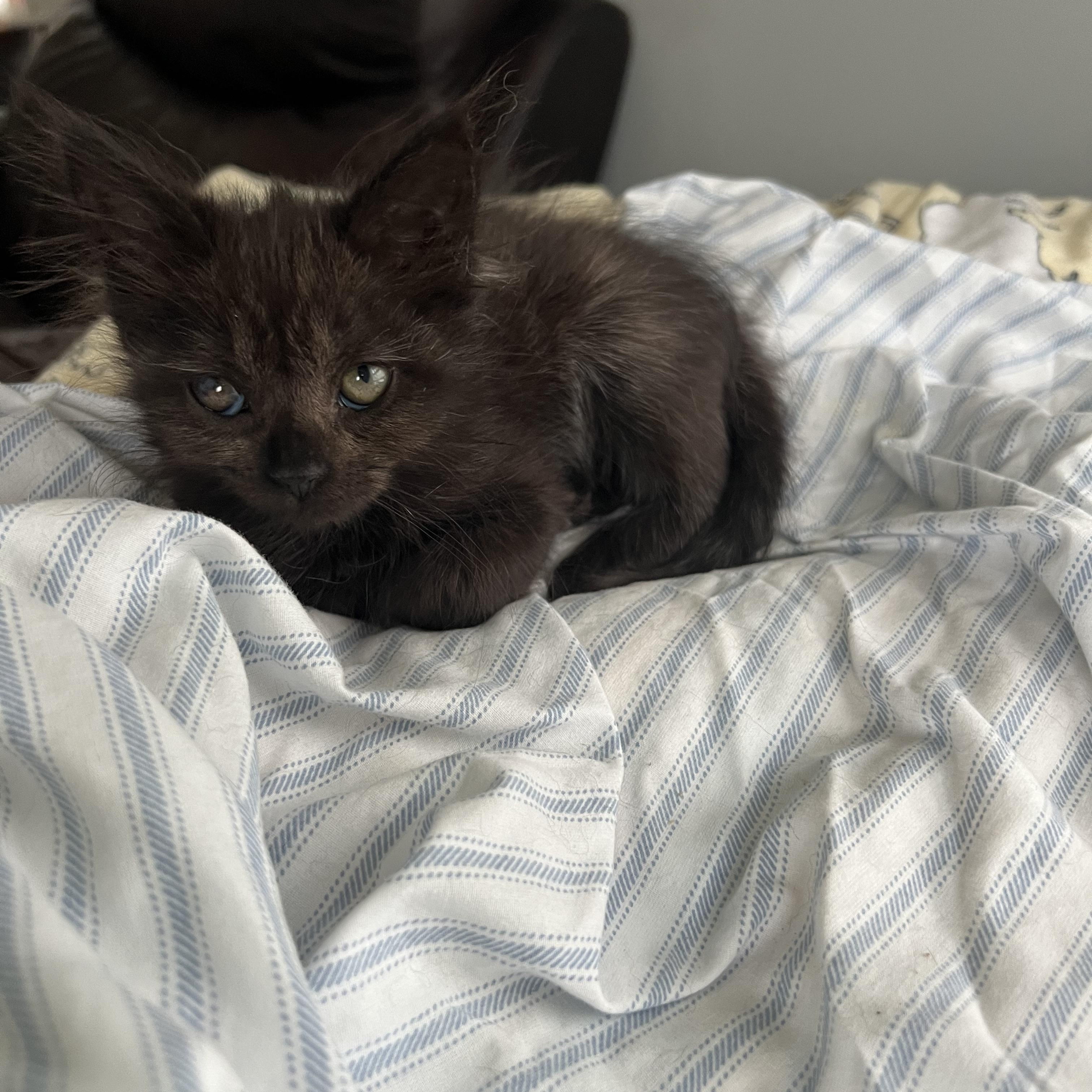 Enlarge Olive, an adopted Domestic Medium Hair in Oriental, NC image 4/5